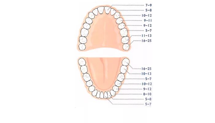 Зубы у детей схема прорезывания постоянных зубов. Сроки прорезывания зубов постоянных зубов у детей. Сроки прорезывания постоянных зубов схема. Сроки прорезывания зубов молочные и постоянные. Коренные зубы у детей симптомы