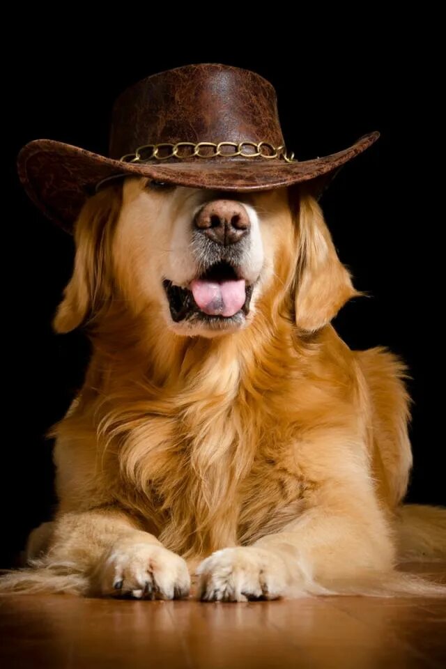 Пес шляпа. Собака в шляпе. Щенок в шляпке. Шляпки для собак. Пес в шляпе.
