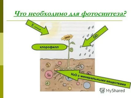 Пластический обмен фотосинтез