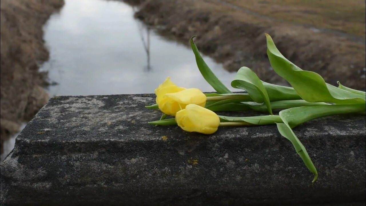 Желтые тюльпаны завяли. Жёлтые тюльпаны футаж. Жёлтые тюльпаны вестники разлуки. Засохший желтый тюльпан. Желтые тюльпаны вестники разлуки текст