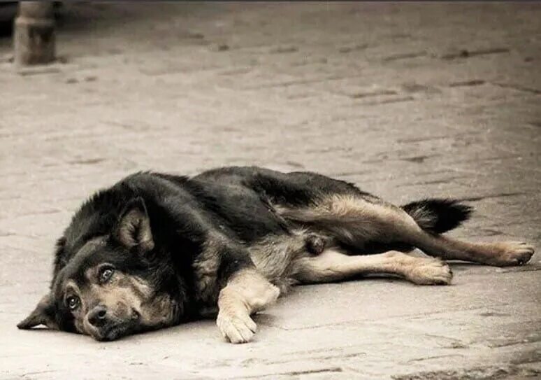 Бездомные собаки. Усыпление бездомных животных. Усыпление бродячих собак. Бездомный щенок. Усыпление бродячих животных.