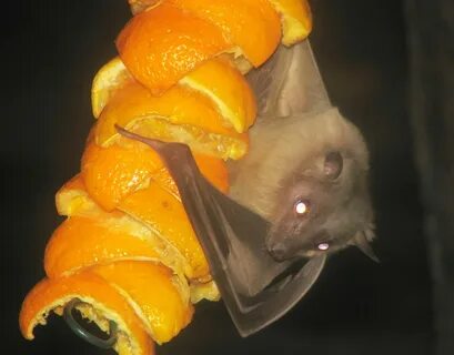 Fruit fox