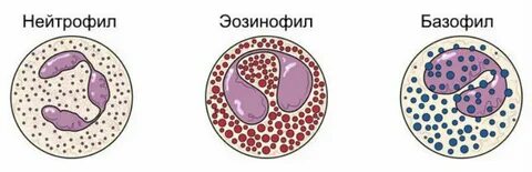 Почему повышены базофилы у женщины