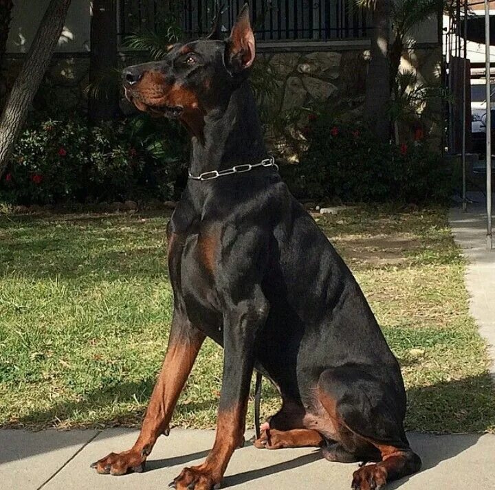 Доберман американского типа. Европейский доберман и американский. Европейский доберман и американский доберман. Европейский доберман и американский. Рыжий доберман.