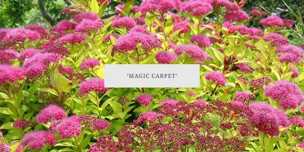 Спирея японская мэджик карпет. Спирея японская 'magic carpet'. Спирея японская мэджик карпет. Спирея японская (spiraea japonica `magic carpet`). Мэджик карпет фото.