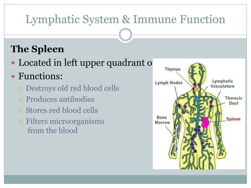 System functioning. Lymphatic system. immune system functions. иммунная система на английском. the structure of the lymphatic system.