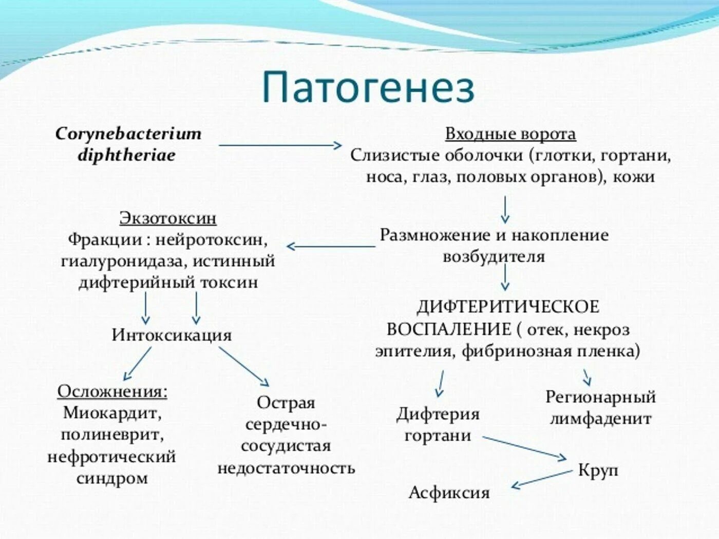 Геморрагическая дифтерия патогенез. Патогенез коринебактерии дифтерии. Дифтерия этиология патогенез. Стрептококковый тонзиллит патогенез. Этиология дифтерии