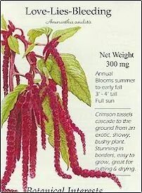 Love lies bleeding