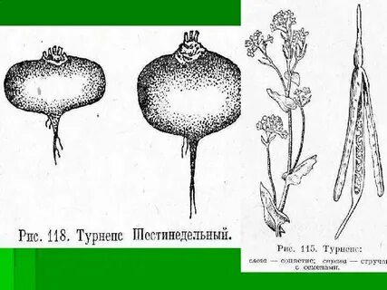 Крестоцветные корнеплоды