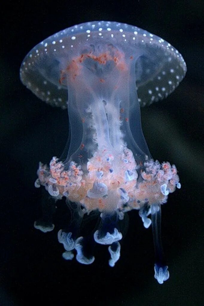 пурпурополосая медуза. покажи фото медузы. медуза корнерот царство. медуза волосистая цианея. сцифоидные медузы цианея.