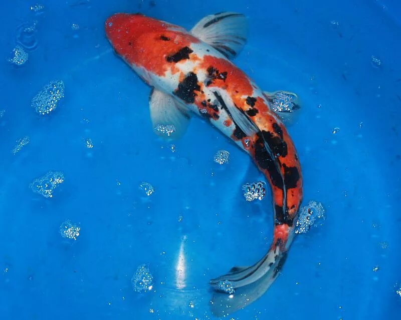 карпы кои в аквариуме. карп кои и золотая рыбка. кои сверху. разновидности карпов кои. карп кои вуалехвост.