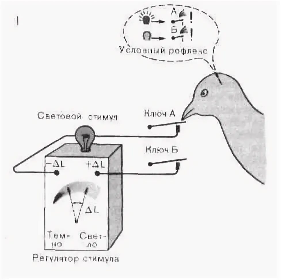 С чем связаны рефлексы у птиц. Рефлексы птиц. Условные рефлексы птиц. Выработка условного рефлекса у птиц. Условные рефлексы птиц примеры.