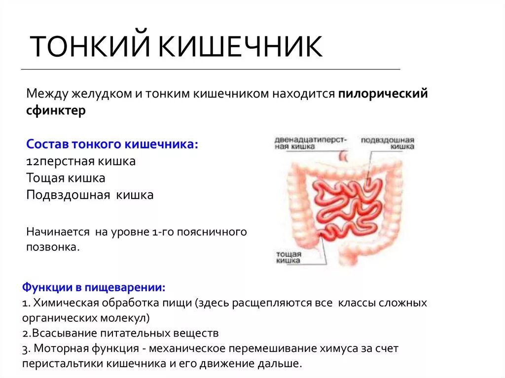 Тонкий кишечник строение и функции. Строение и функции тонкого отдела кишечника. Тонкий отдел кишечника функции. Тонкая кишка кишка строение.