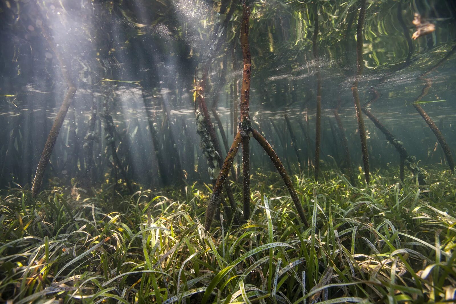 Nature can
