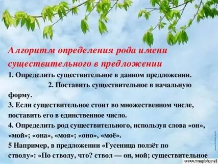 Род латинских существительных можно определить по