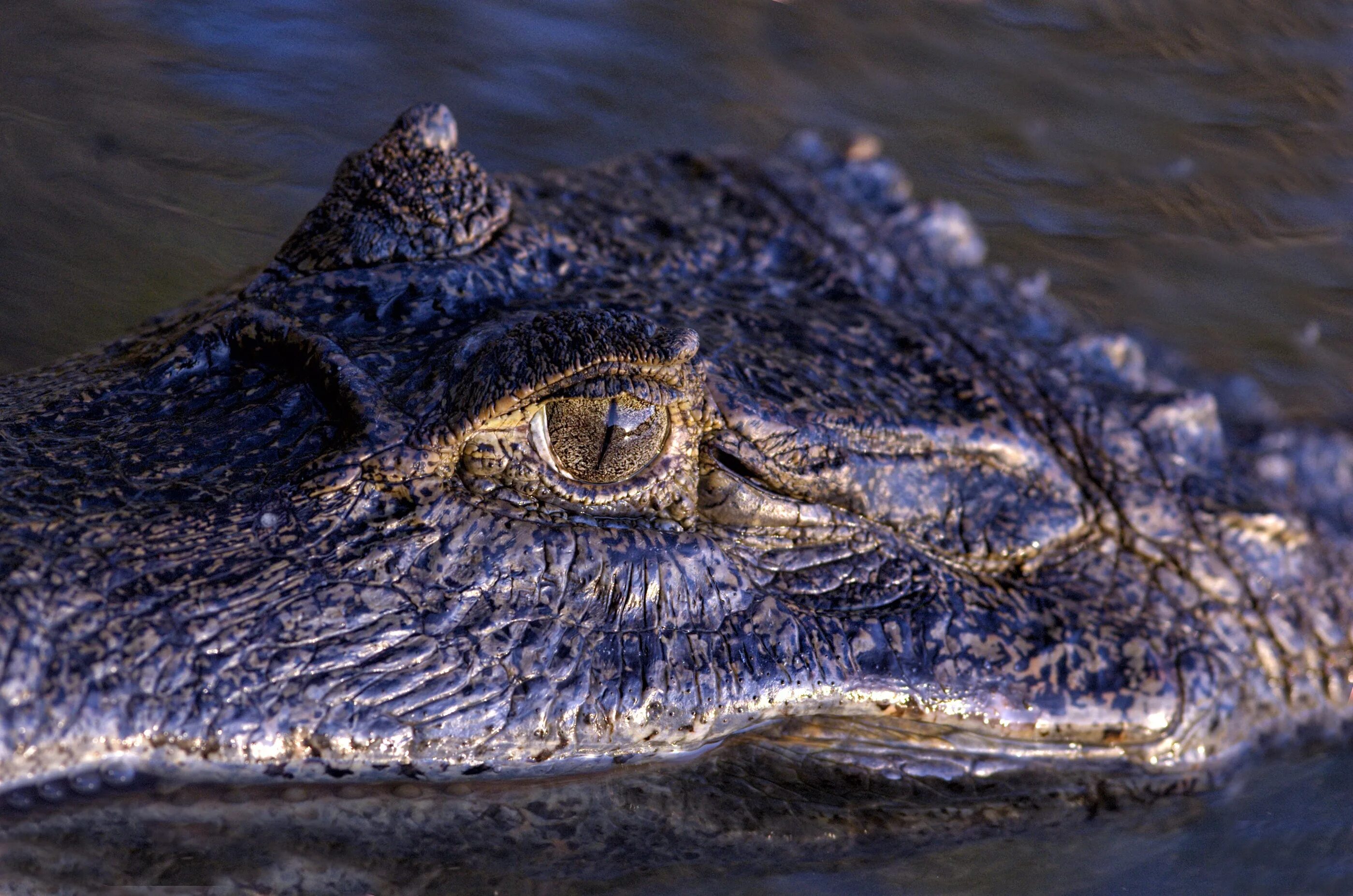 Книга рекордов природы рептилий. Оринокский крокодил. Венесуэла Аллигаторы. Крокодил из Ориноко. Крокодил меланист.