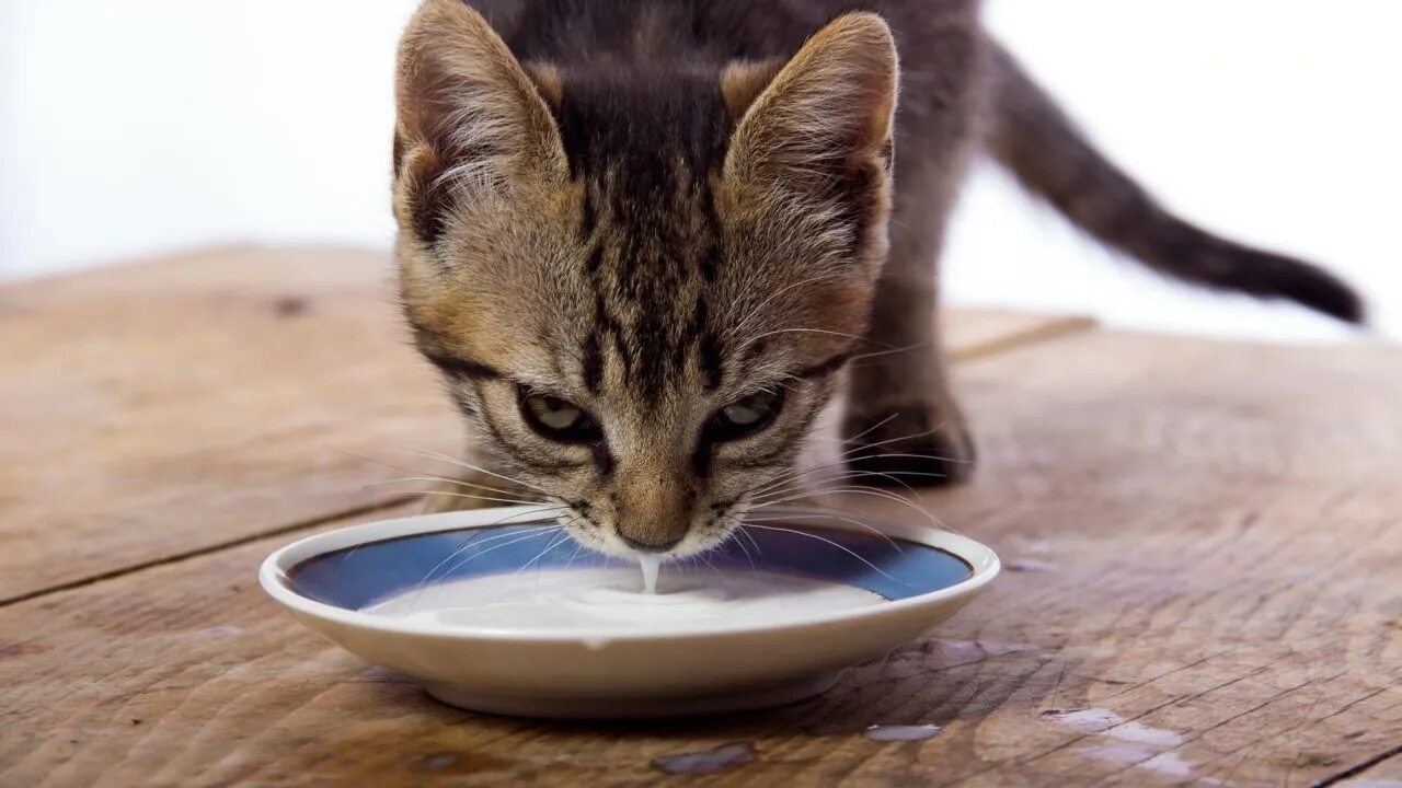 Как приучить котенка пить