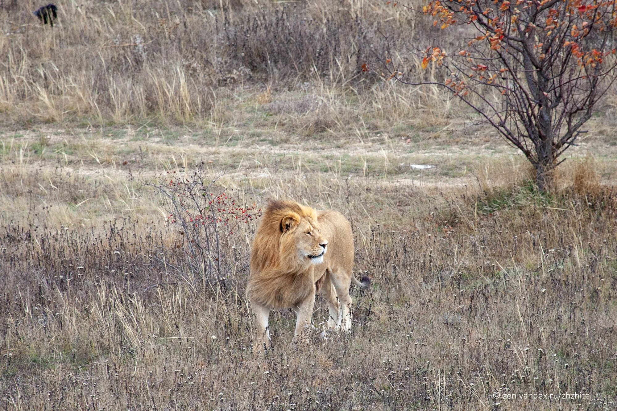 парк тайган новое видео на сегодня. парк тайган новое видео на сегодня. парк львов тайган в крыму. парк тайган крым площадь. парк тайган крым.