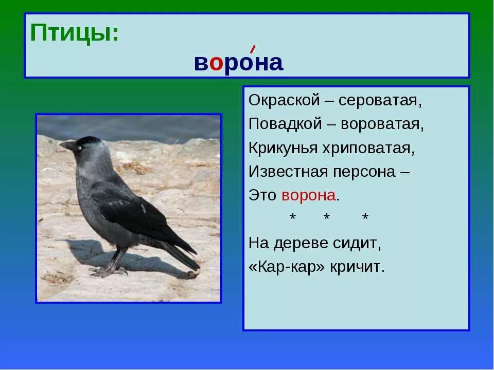 Описание вороны для детей. Ворона описание. Стихотворение про ворону. Описание о вороне. Два ворона текст