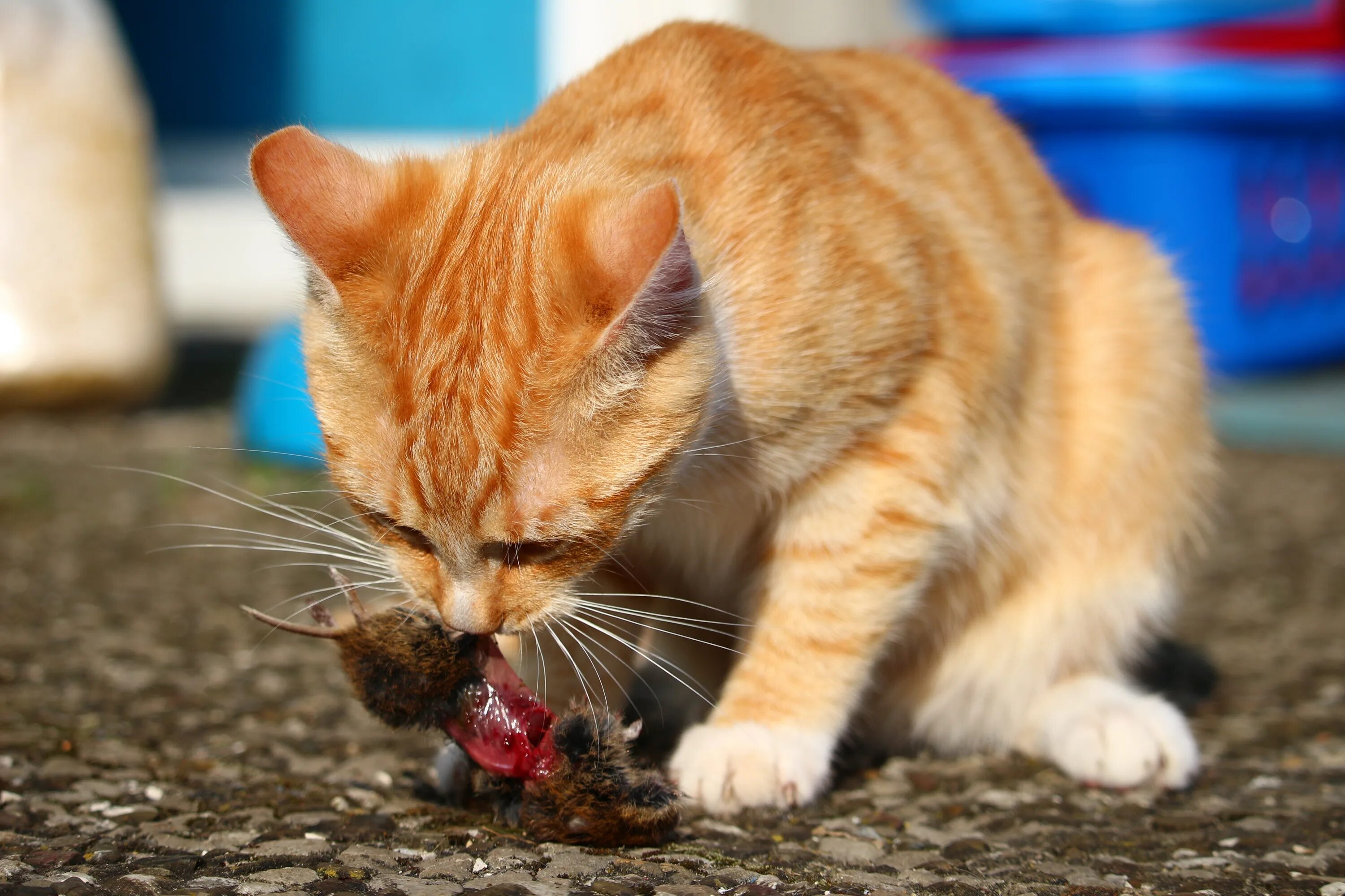 Котенок мышь. Рыжий кот Крысолов. Европейская короткошерстная табби рыжий. Рыжие коты. Рыжий котёнок.