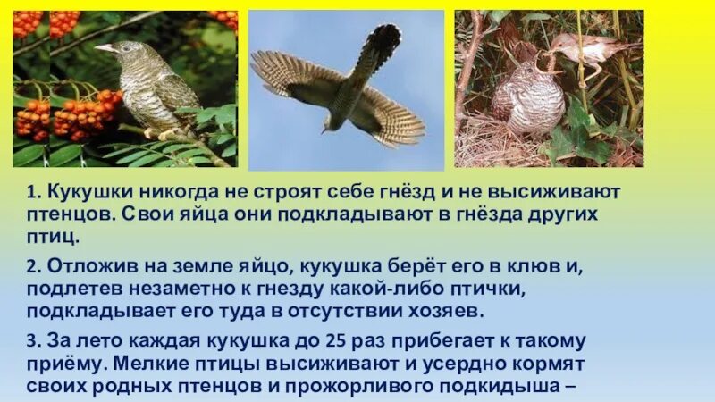 Кукушка читать краткое содержание. Кукушка откладывает яйца в гнезда. расскажите о кукушке. сведения о жизни кукушки. интересное о кукушке.