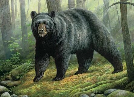 Bear pieces
