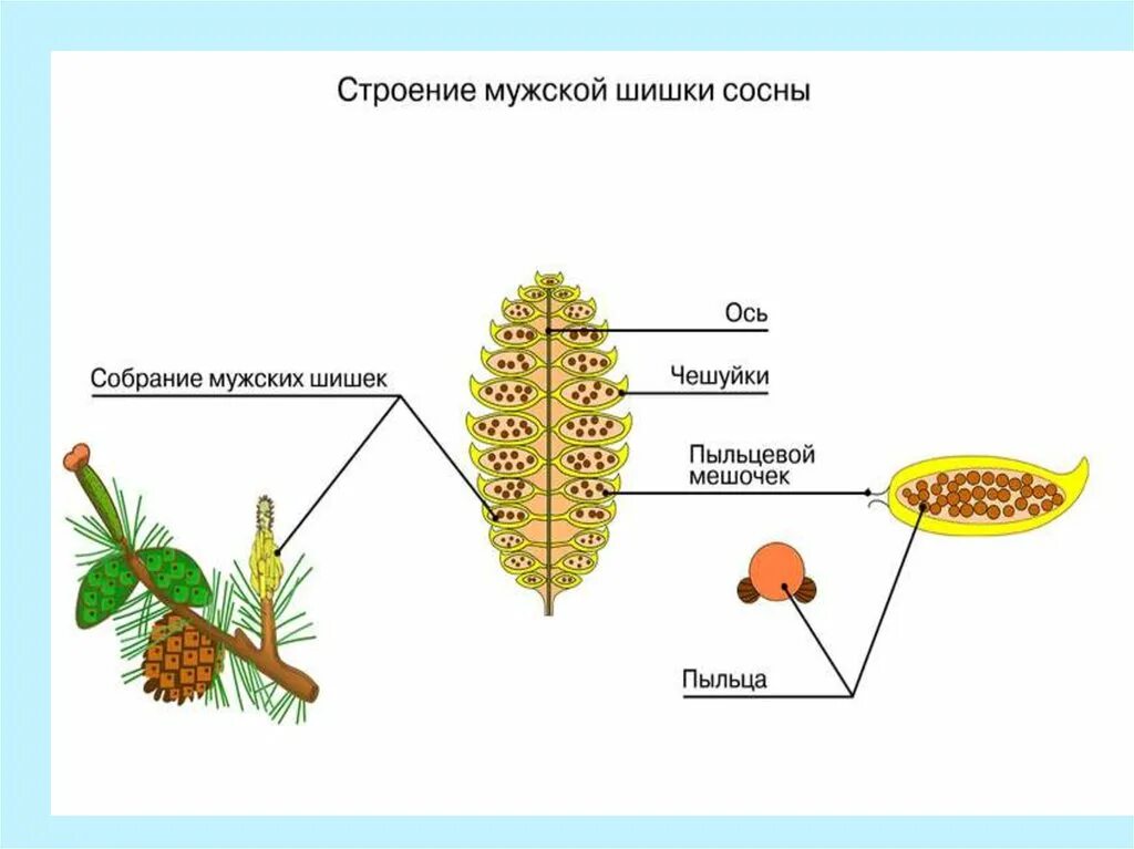 Каково строение голосеменных. Строение мужской шишки сосны обыкновенной. Строение шишек голосеменных растений. Мужская шишка голосеменных растений строение. Строение шишки голосеменных.