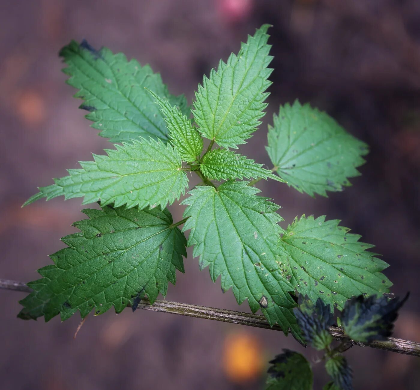 Крапива двудомная. Крапива двудомная (Urtica dioica). Крапива двудомная (Urtica dioica l.). Крапива мелколистная.