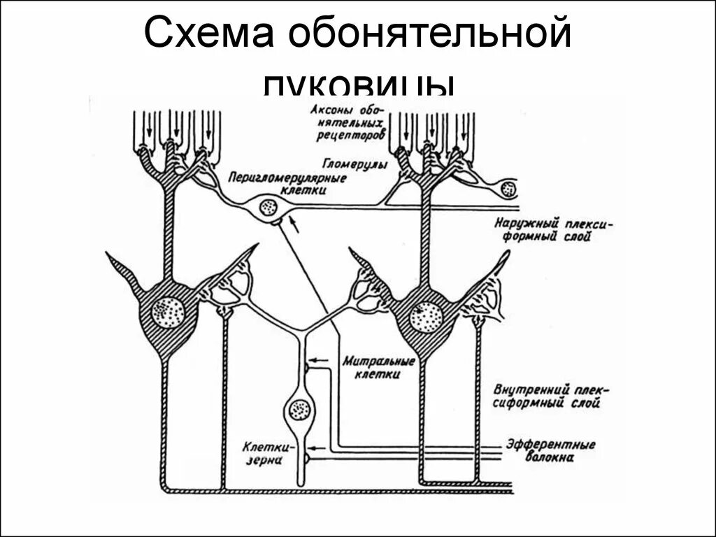 Схема строения обонятельной луковицы. Анализаторы схема строения обонятельного анализатора. Обонятельный анализатор физиология схема. Строение обонятельной луковицы гистология.