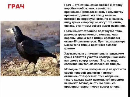 Тип развития грача