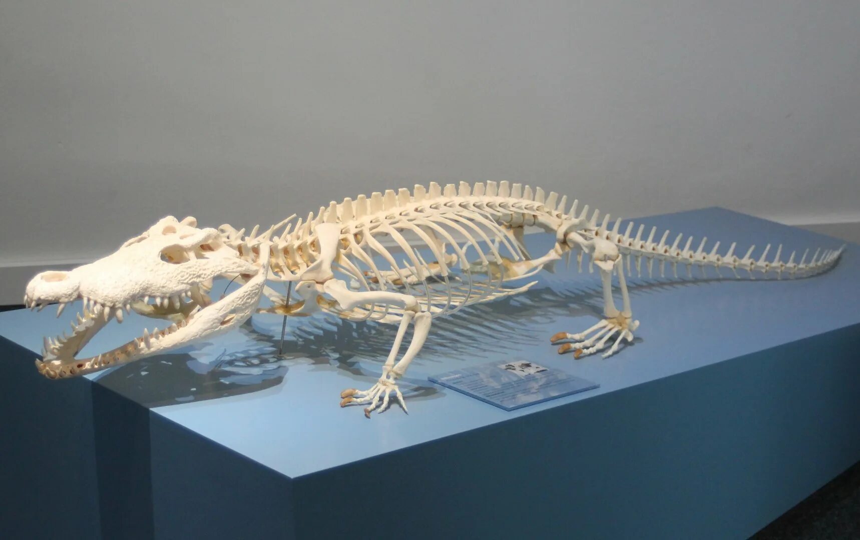 Рептилии ребра. Скелет варана. Скелет нильского крокодила. Гавиал крокодил скелет. Скелет аллигатора.