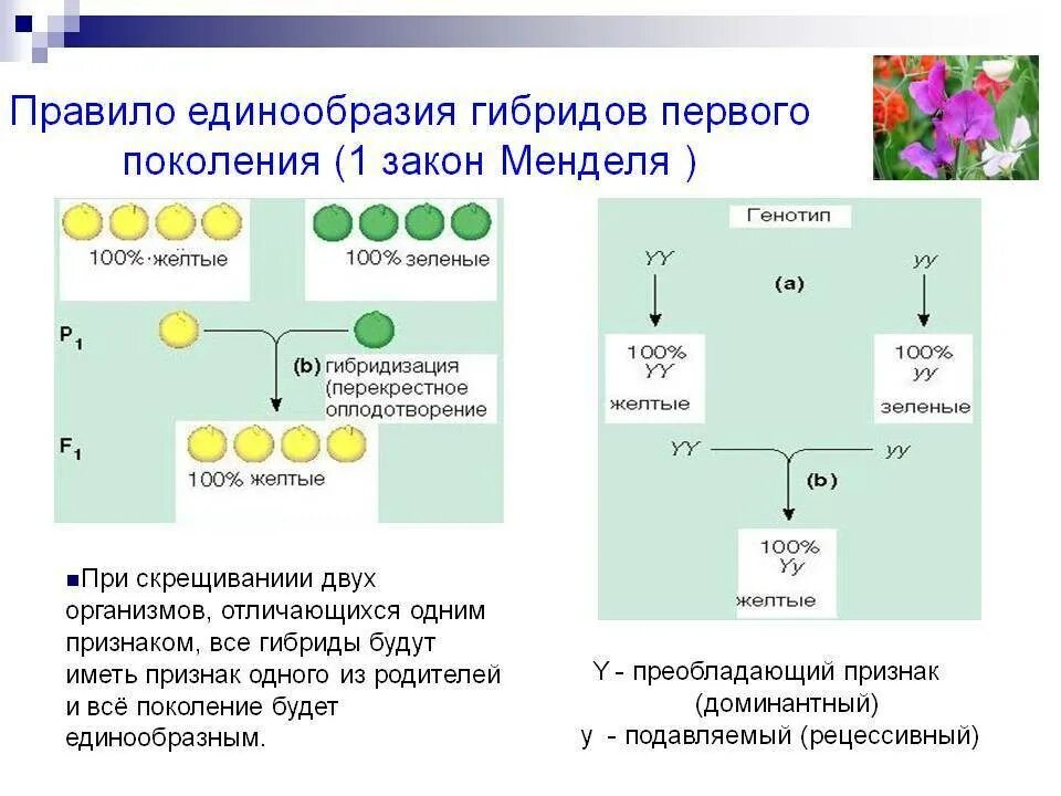 Получение в 1 поколении