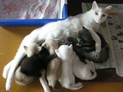 Носят кошки