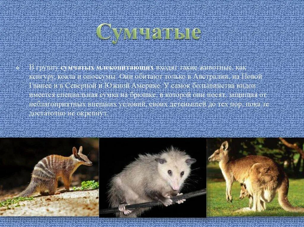 Особенности сумчатых. Подкласс сумчатые. отряды млекопитающих сумчатые. сумчатые представители. представители сумчатых животных.