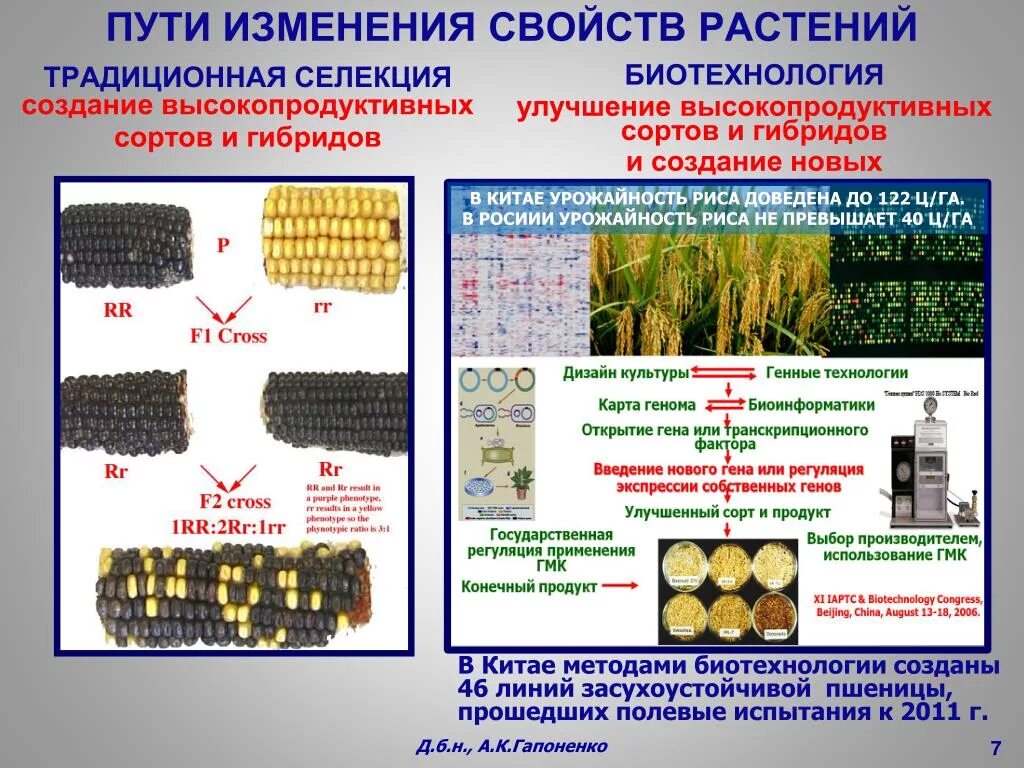 Массовый отбор гибридов. Селекция растений. Методы селекции растений. Способы селекции растений. Классический метод селекции растений.