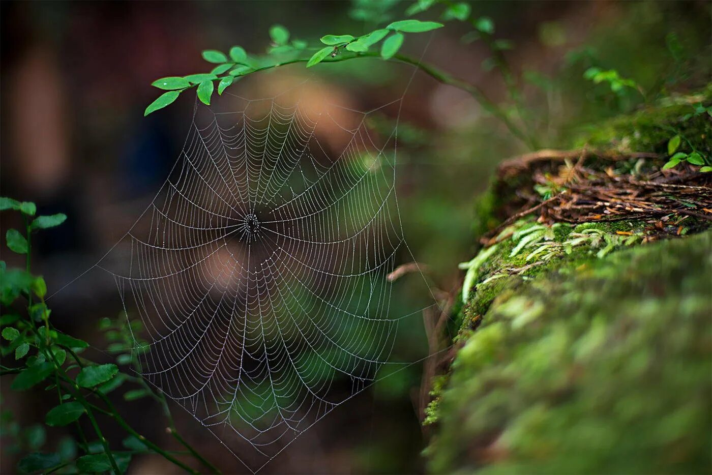 паутина через. кружево паутины в лесу. осень нити паутины. паук дарвина паутина. паутина через.