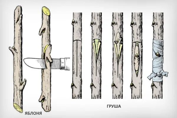 Прививка груши на яблоню весной. Окулировка яблони весной. Прививка яблони. Прививка яблони весной для начинающих в картинках. В каком месяце прививают яблони