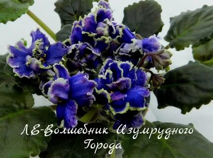 Ле волшебник