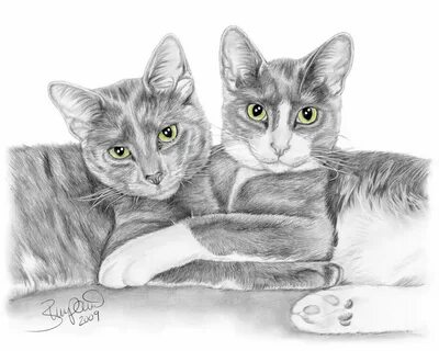 Нарисовать 2 кошки