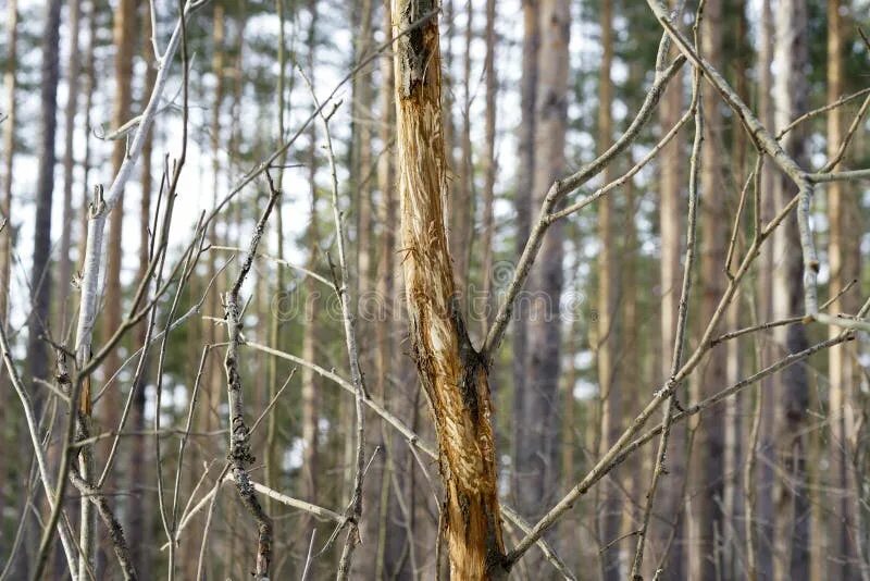 Погрызы лося. Погрызы лося на дереве. Лосиные следы на деревьях. Eat from trees