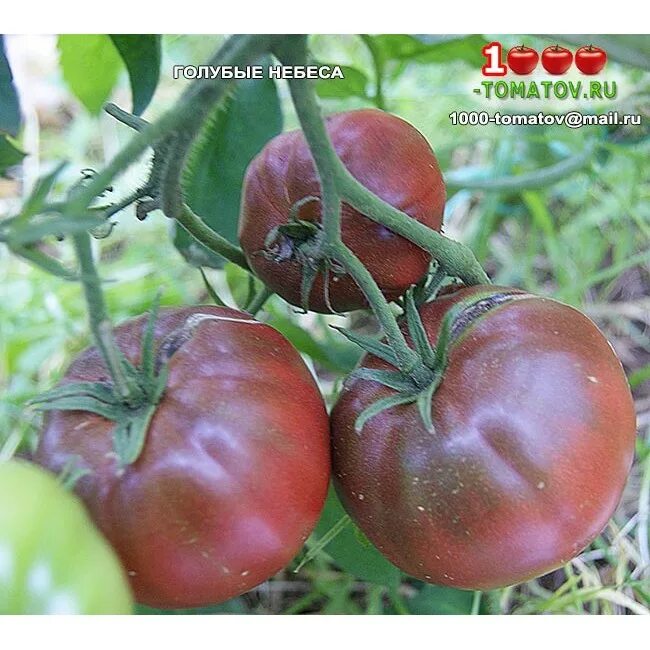 томат синяя аврора. томат семена мязиной блю скай. томат blue sky (голубые небеса). томат голубые небеса. томат голубые небеса.