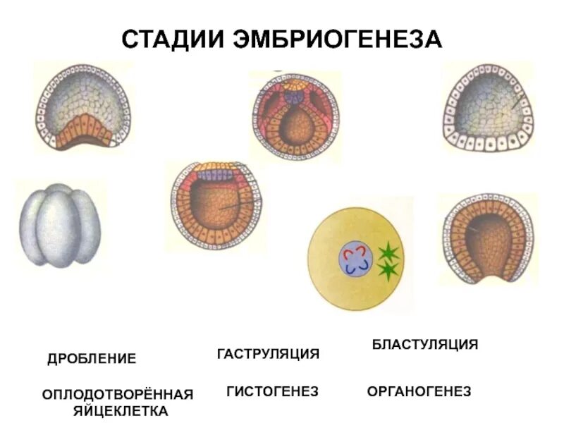 Гаструляция эмбриогенеза. Онтогенез органогенез. Эмбриогенез Бластуляция гаструляция. Дробление гаструляция органогенез стадии.