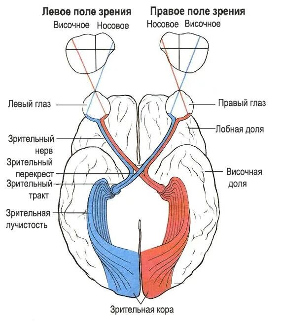 Зрительный нерв ,хиазма анатомия. Зрительный Перекрест анатомия. Зрительный тракт схема анатомия. Зрительный Перекрест и зрительный тракт. Пути глазки