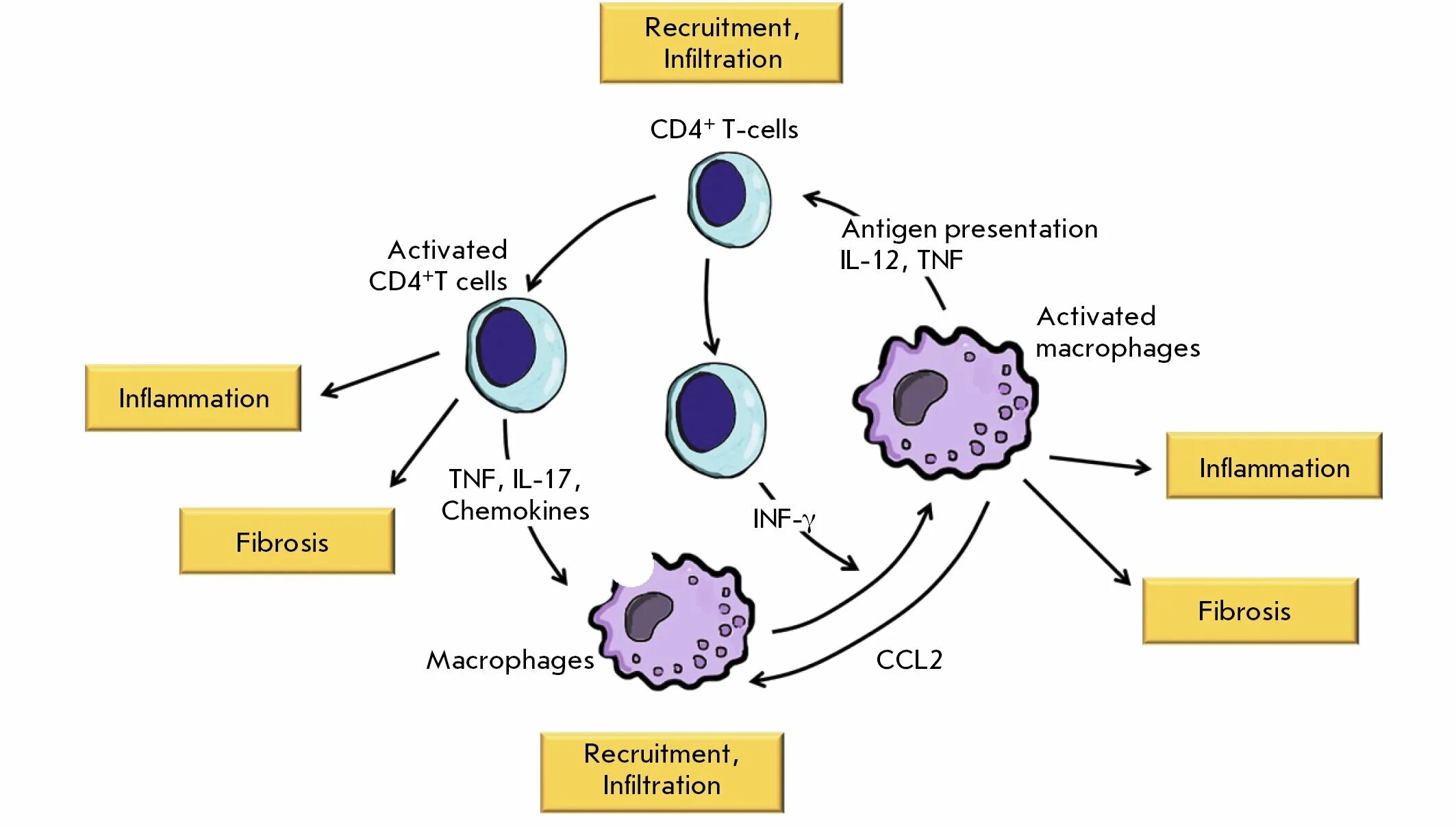 Макрофаги 4. Макрофаги m1. Макрофаги м1 и м2. Т1 и т2 лимфоциты. Cd8 т лимфоциты.