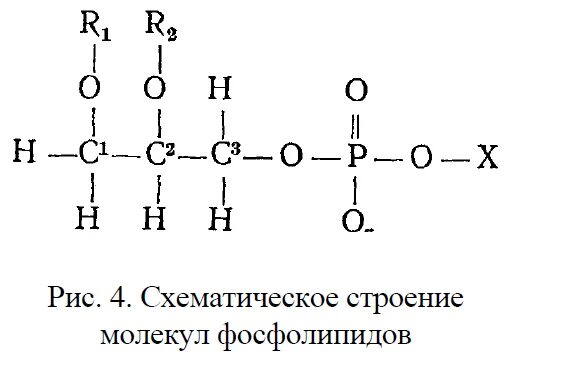 Схема фосфолипидов. Фосфолипиды строение молекулы. общая формула фосфолипидов. строение фосфолипидов формула. фосфолипид химическая формула.