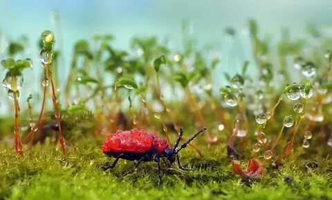 Nature up