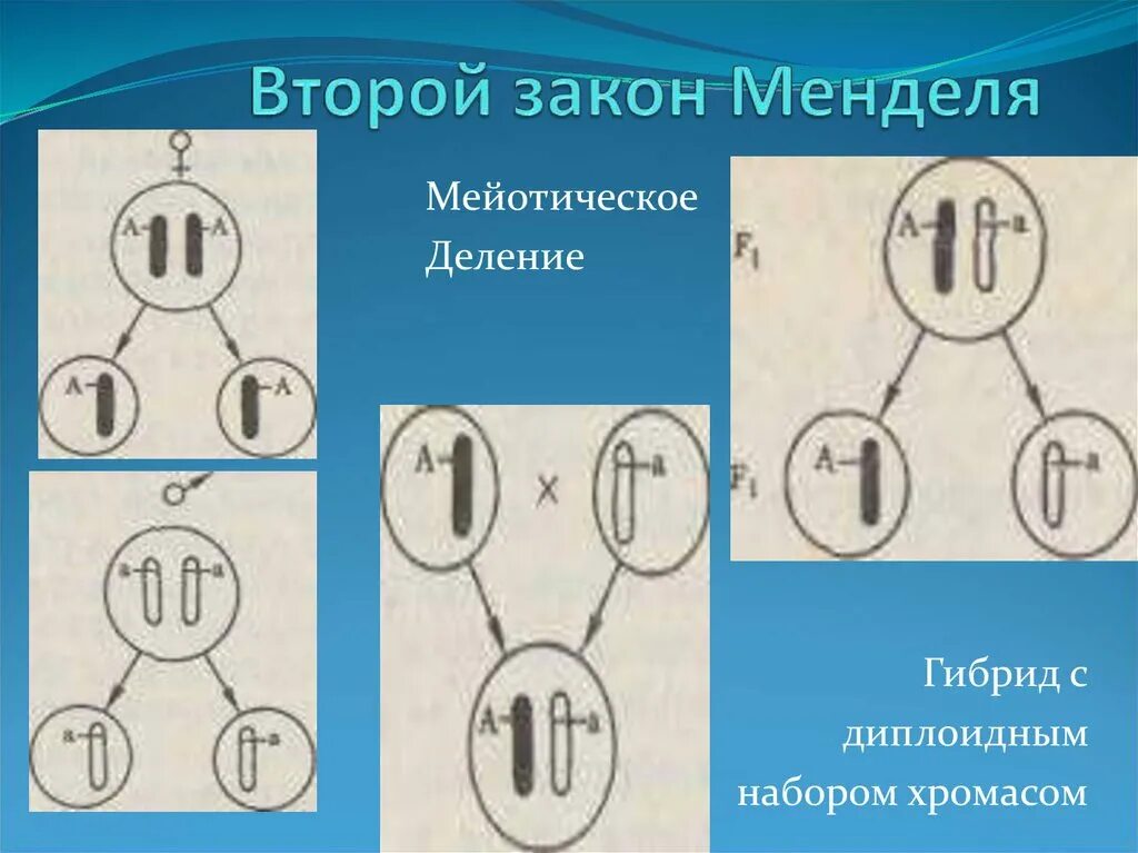 Диплоидные гибриды. Герб Менделя. Мейотический дрейф. Рефлекс Менделя. Каким номером на схеме обозначено мейотическое