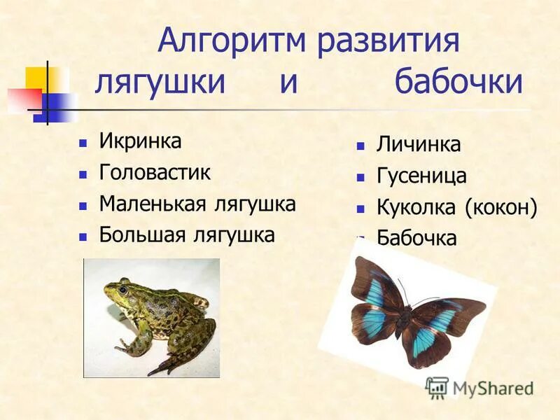 личинка куколка малек головастик определение