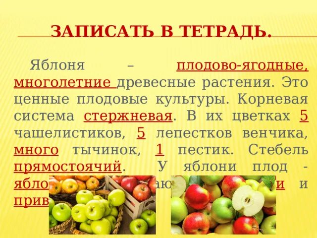 Яблоко это плодово ягодная культура. В яблоки очень полезны. Плодовые культуры. Ягодные культуры. Яблоко это плодово ягодная культура.