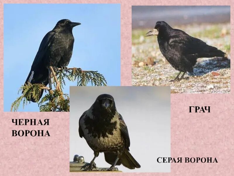 Грач и ворона отличия. Грач и ворон. Отличие ворона от Грача. Отличить ворону от Грача. Грач размеры птицы